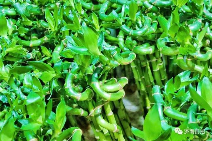 济南花卉市场哪个最大最出名,开放的济南花卉市场有哪些