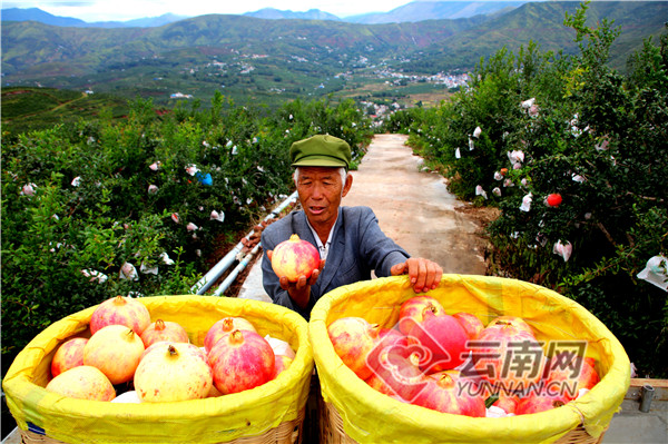 曲靖全力巩固拓展脱贫攻坚成果,云南巩固脱贫成果曲靖