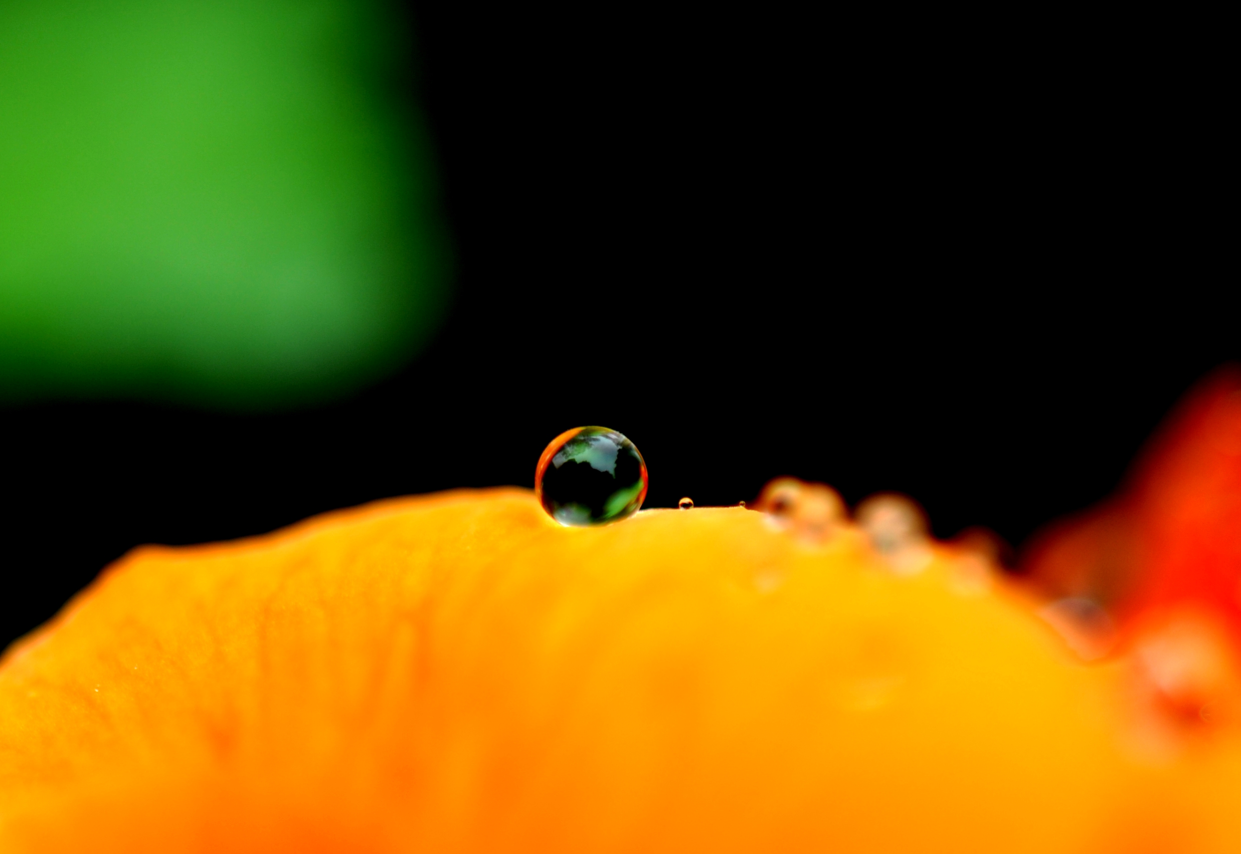 上海:春雨润如珠