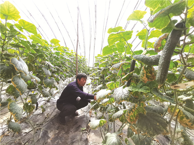 菜篮子小镇,菜篮子春天