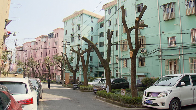 老旧小区改造中的大树被砍伐,小区绿化破坏了如何补救