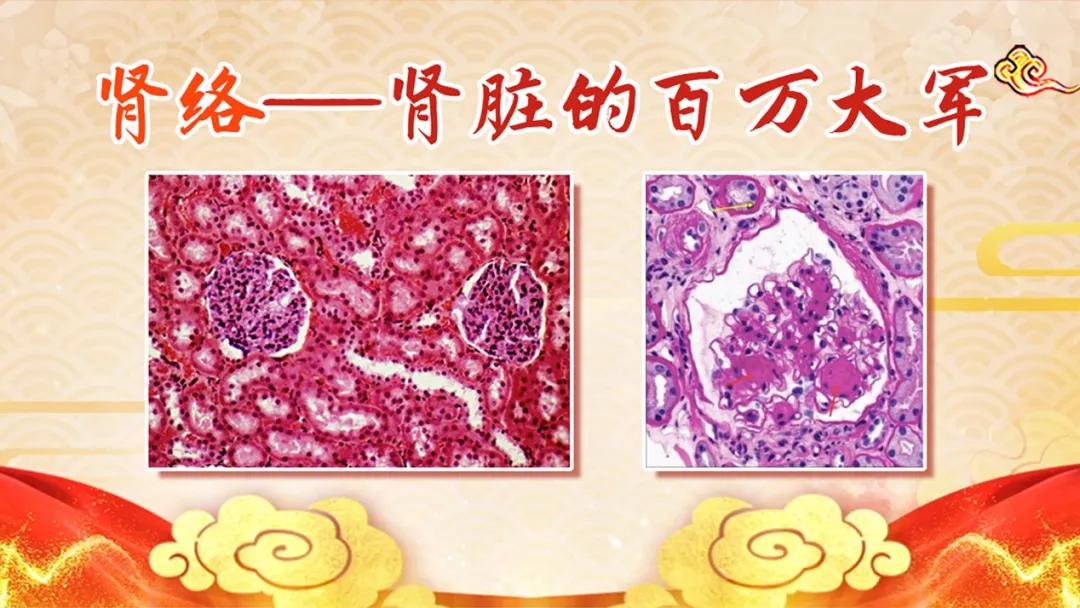 肾脏阴虚要吃什么改善,肾阴虚火旺药膳