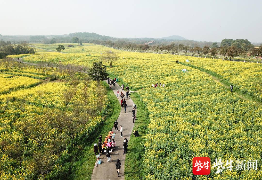 樱花赏花景点,春天去哪里看樱花好玩