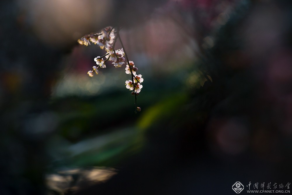 会员佳作｜吉龙生：“美丽中国、绿色江苏”梅花风韵系列作品