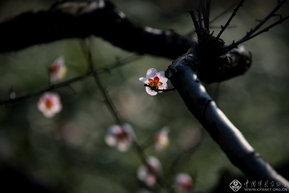 会员佳作｜吉龙生：“美丽中国、绿色江苏”梅花风韵系列作品