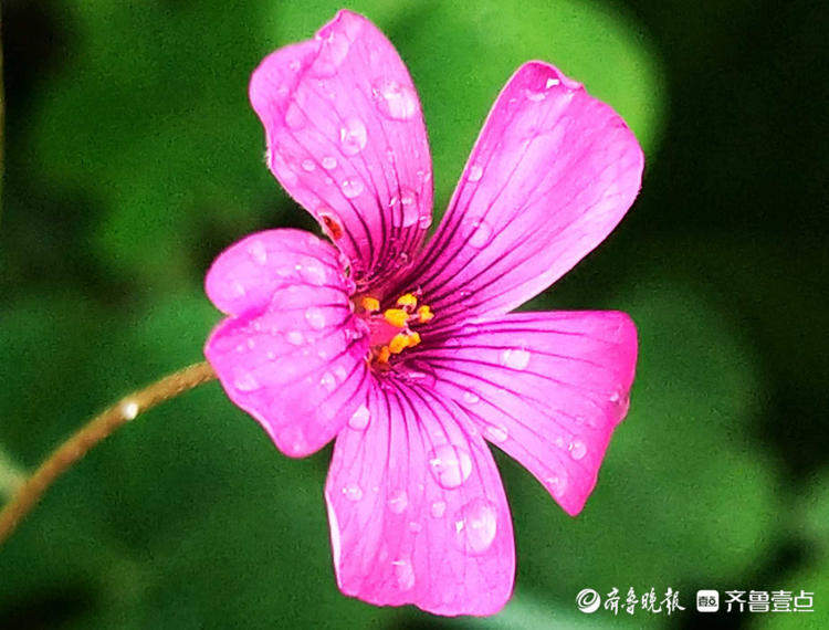 情报站｜日出绽放夜晚闭合，这样的紫色小花你见过吗？快来了解下