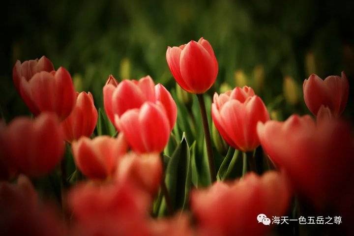 清明时节万物清新,清明万物新