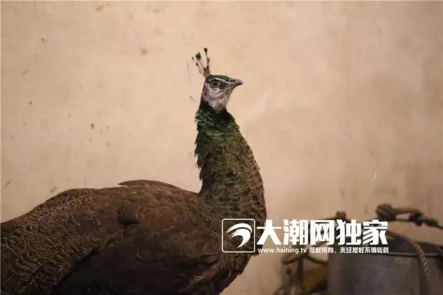 濂冲瓙瀹朵腑鎯婄幇绁炵鐢熺墿,濂冲瓙鍙戠幇鏌滃瓙閲屾湁鎬０