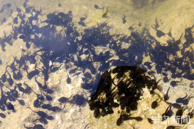 蟾蜍幼崽是蝌蚪吗,蟾蜍卵孵化成蝌蚪