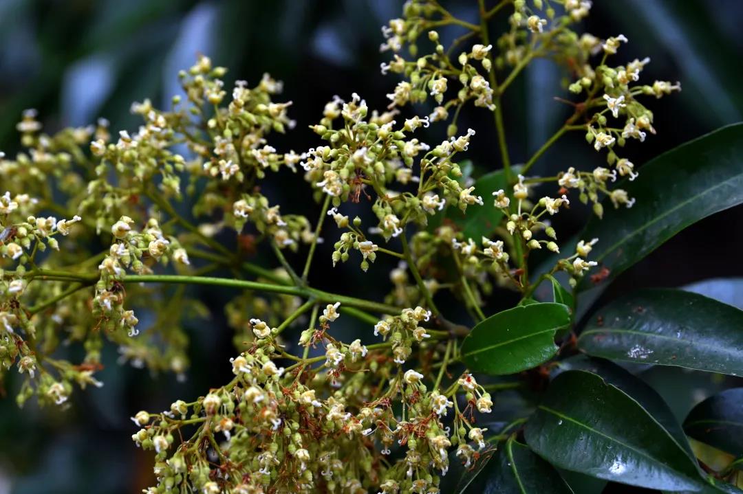 合浦：荔枝花开满山坡蜜蜂*花采**酿蜜忙