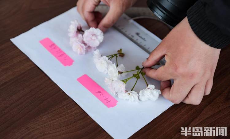 青岛樱花品种大全,青岛绿色樱花品种