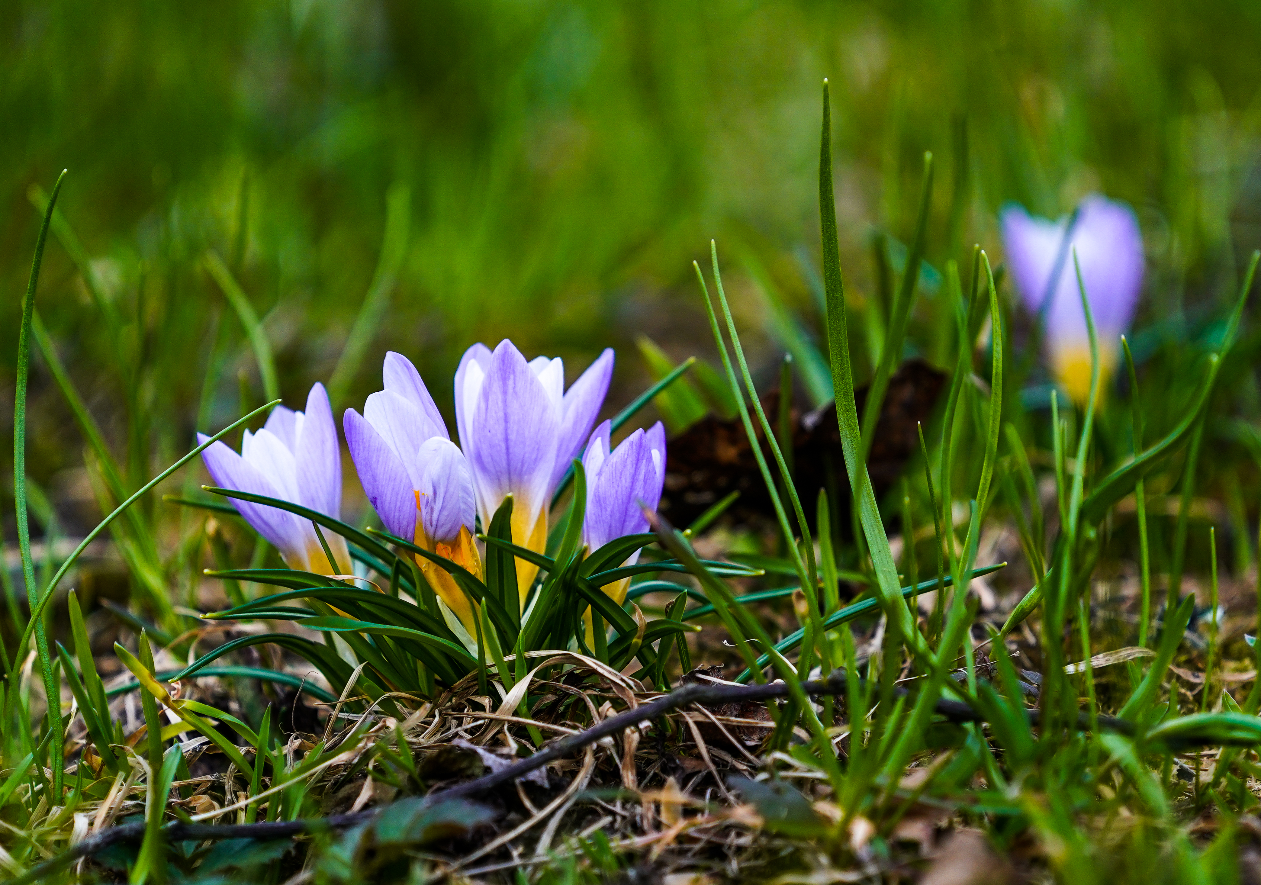 俄罗斯番红花功效,俄罗斯番红花展会