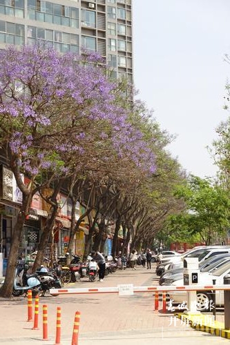 昆明蓝花楹观赏攻略,昆明六月蓝花楹最佳观赏地