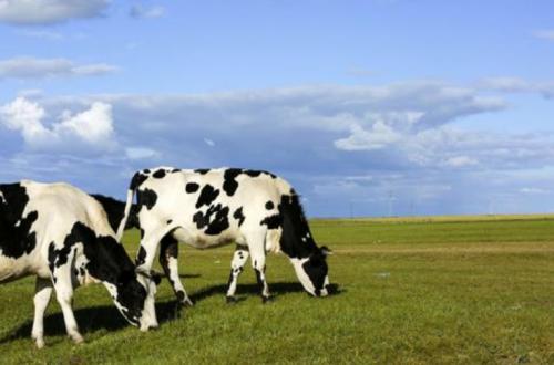 “每嘉”婴儿奶粉好不好，怎么样，近期值不值得买？