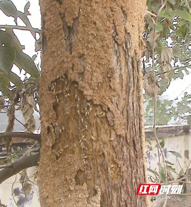 关于如何注意防白蚁的事项,白蚁遭遇战这套防蚁攻略请收好