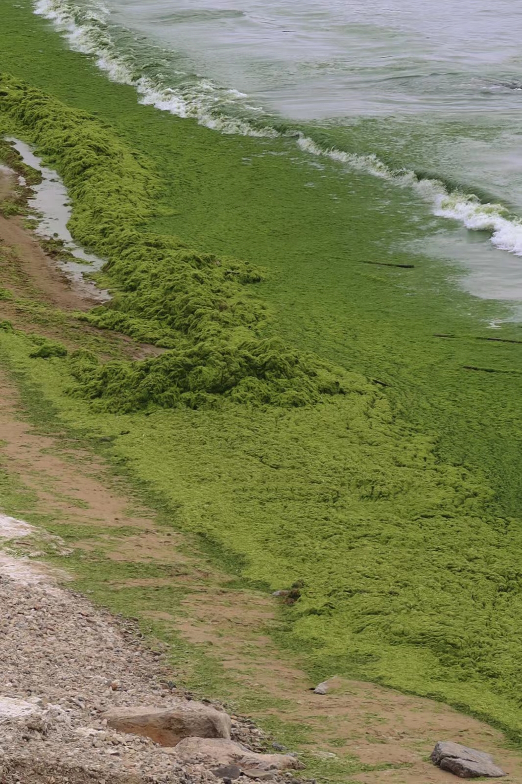 青岛浒苔处理了吗,浒苔入侵青岛沙滩