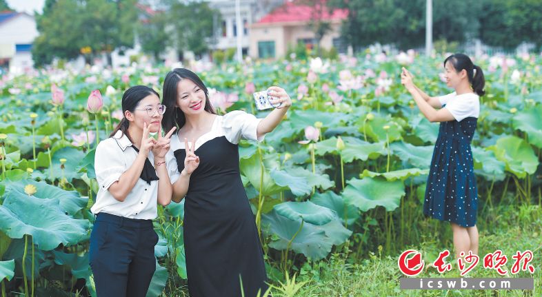 赏荷塘悦色看振兴图景
