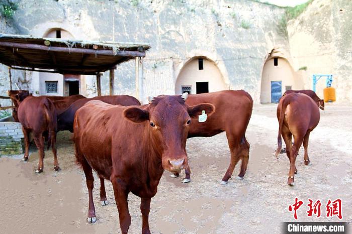 甘肃平凉崇信红牛,甘肃崇信红牛