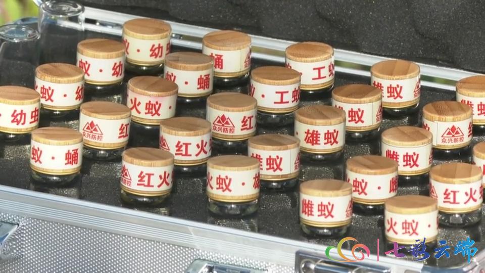 红火蚁防治方法主要有三大类,红火蚁防治方法大全视频