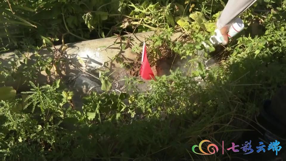 红火蚁防治方法主要有三大类,红火蚁防治方法大全视频