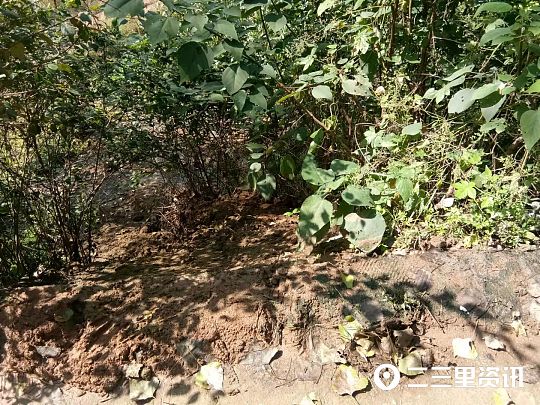 猪粪乱倒发出恶臭,村民养猪污水粪便到处流怎么投诉