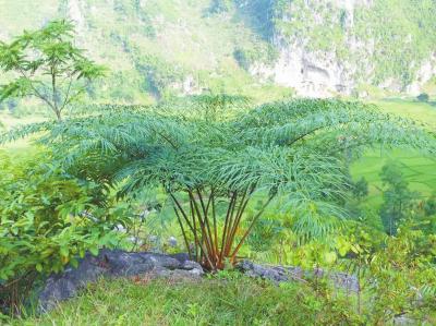 重返壮乡十余载“植物界大熊猫”苏铁在德保迎新生