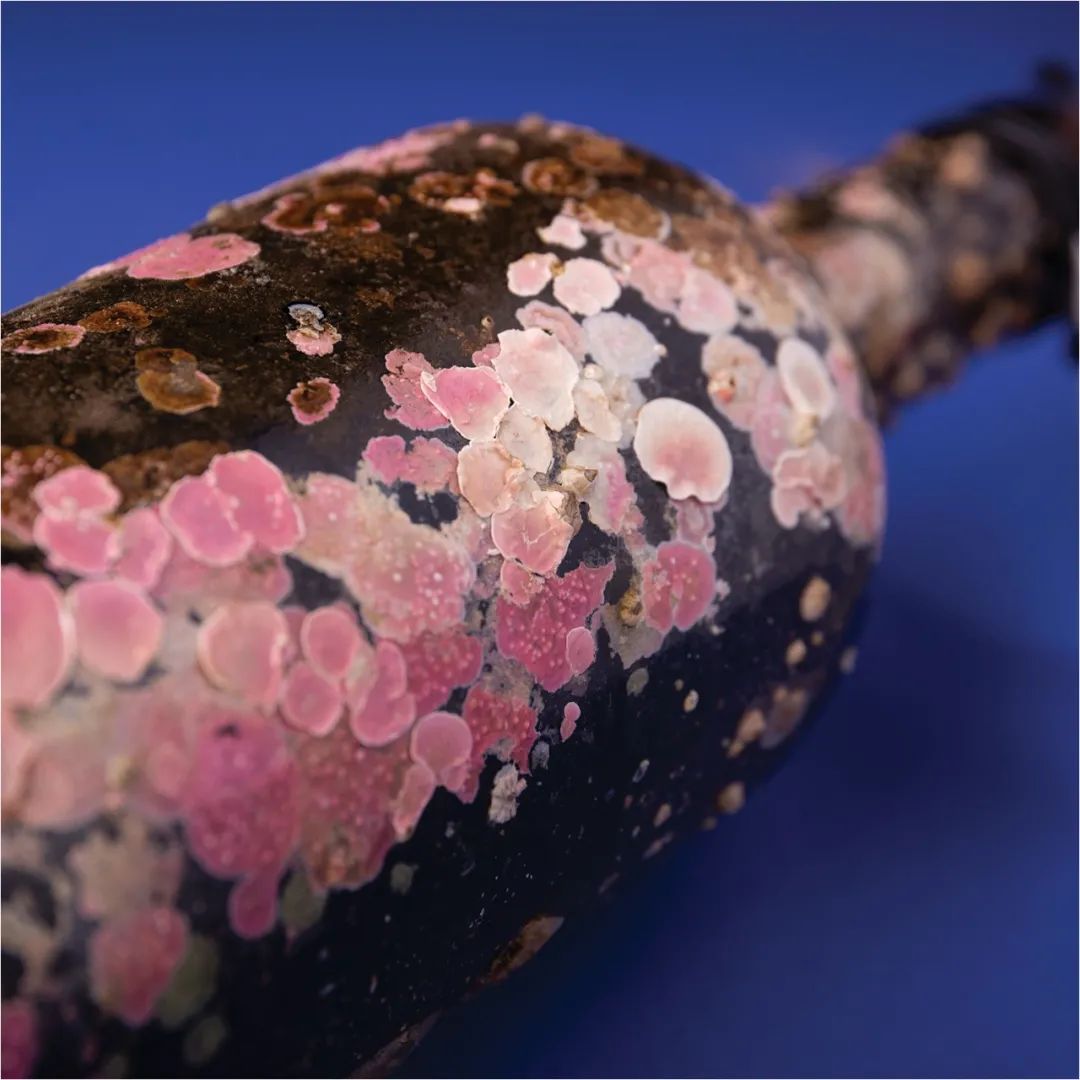 2022pentawards包装设计大赛,顶级包装设计大奖作品