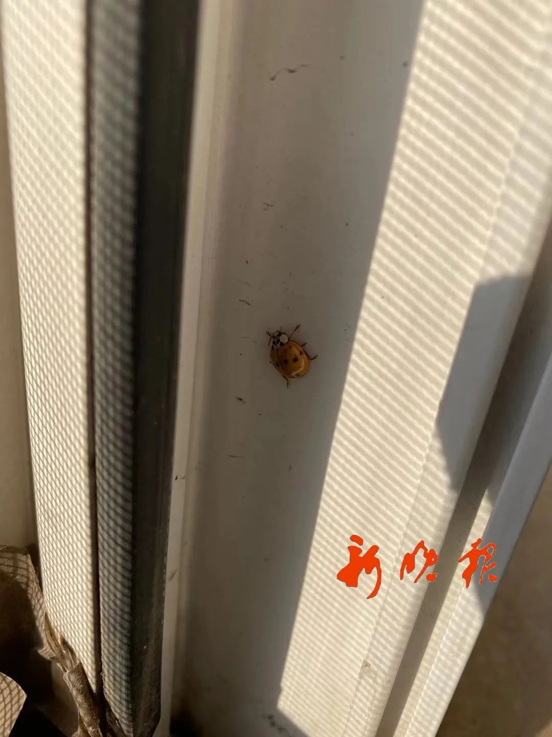 花大姐为什么在十月份出现呢,怎么可以消除花大姐