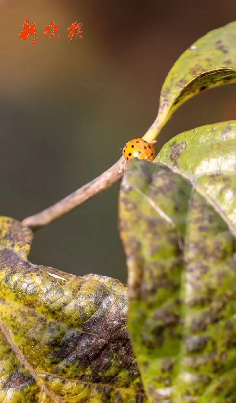 花大姐为什么在十月份出现呢,怎么可以消除花大姐