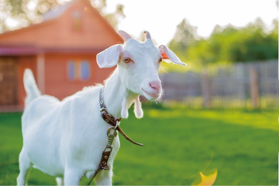 飞鹤羊奶粉三款排名,飞鹤新国标羊奶粉