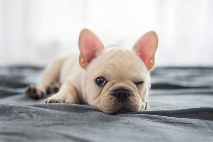 阿拉斯加犬洗澡后烘干中暑,阿拉斯加犬中暑死亡