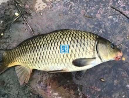 野生大湖钓鱼视频大全,深山老林水库野钓