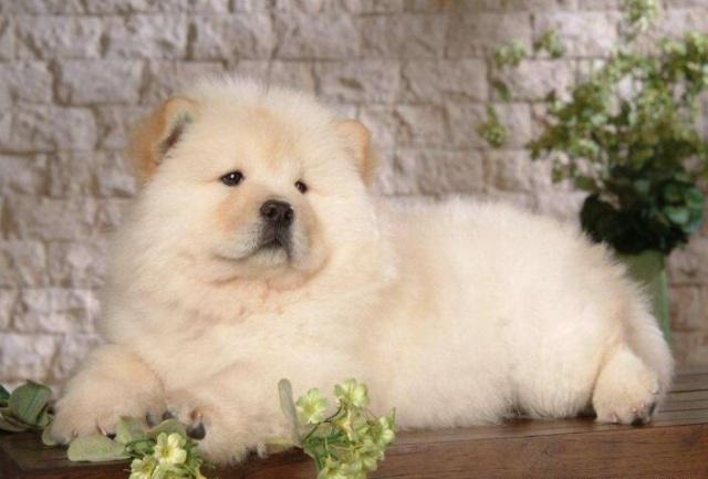 中国各个地方的原生犬,消失的原生犬有哪些