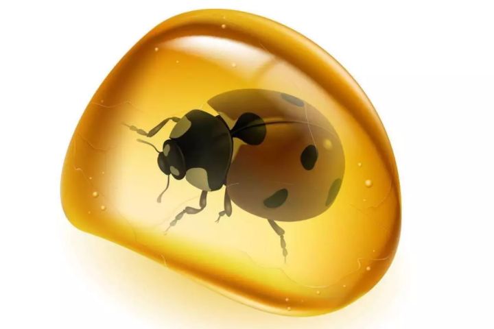 琥珀有机宝石魅力,琥珀有机宝石