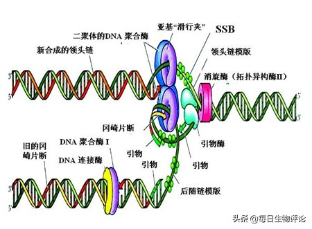 过氧化氢酶检测方法,reca酶活性检测