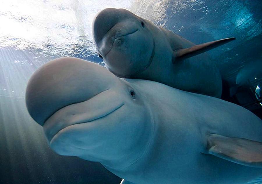 鲸是如何吃奶的,鲸鱼怎么哺乳的动画