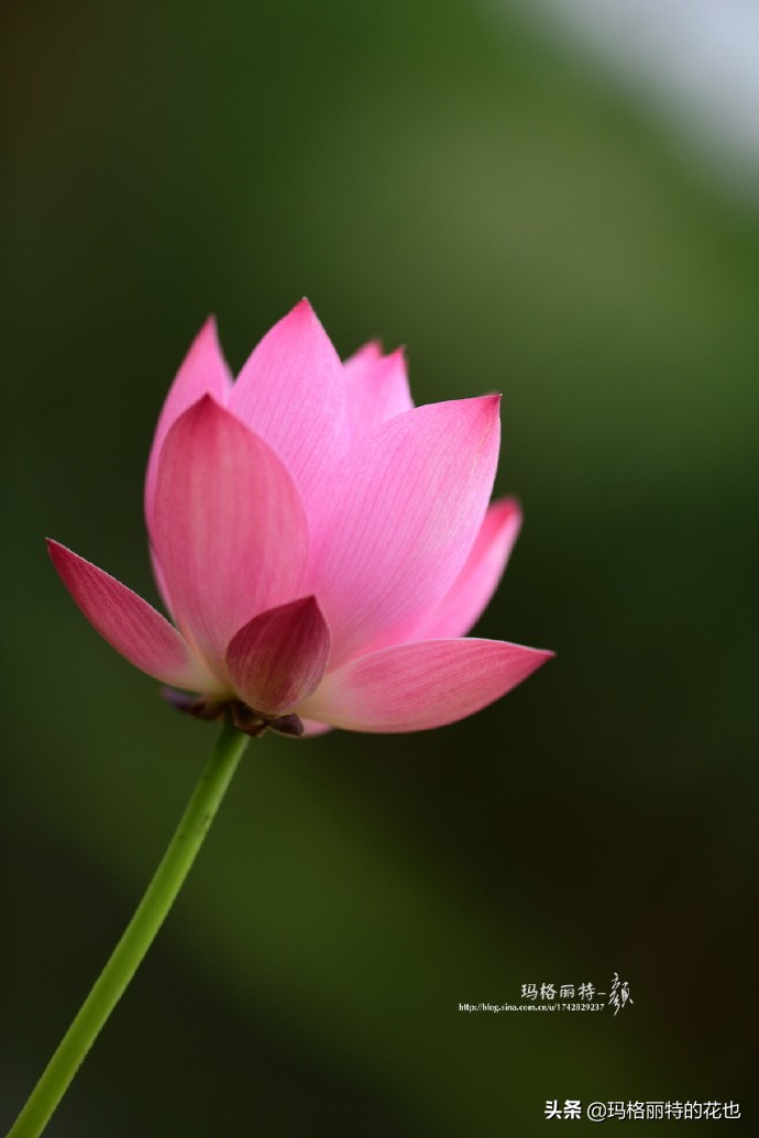 种碗莲要注意的几点,碗莲需要重复种植吗