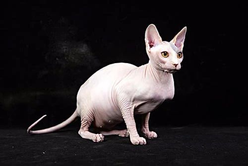 养猫后满屋子毛怎么办,家里养猫掉毛怎么处理