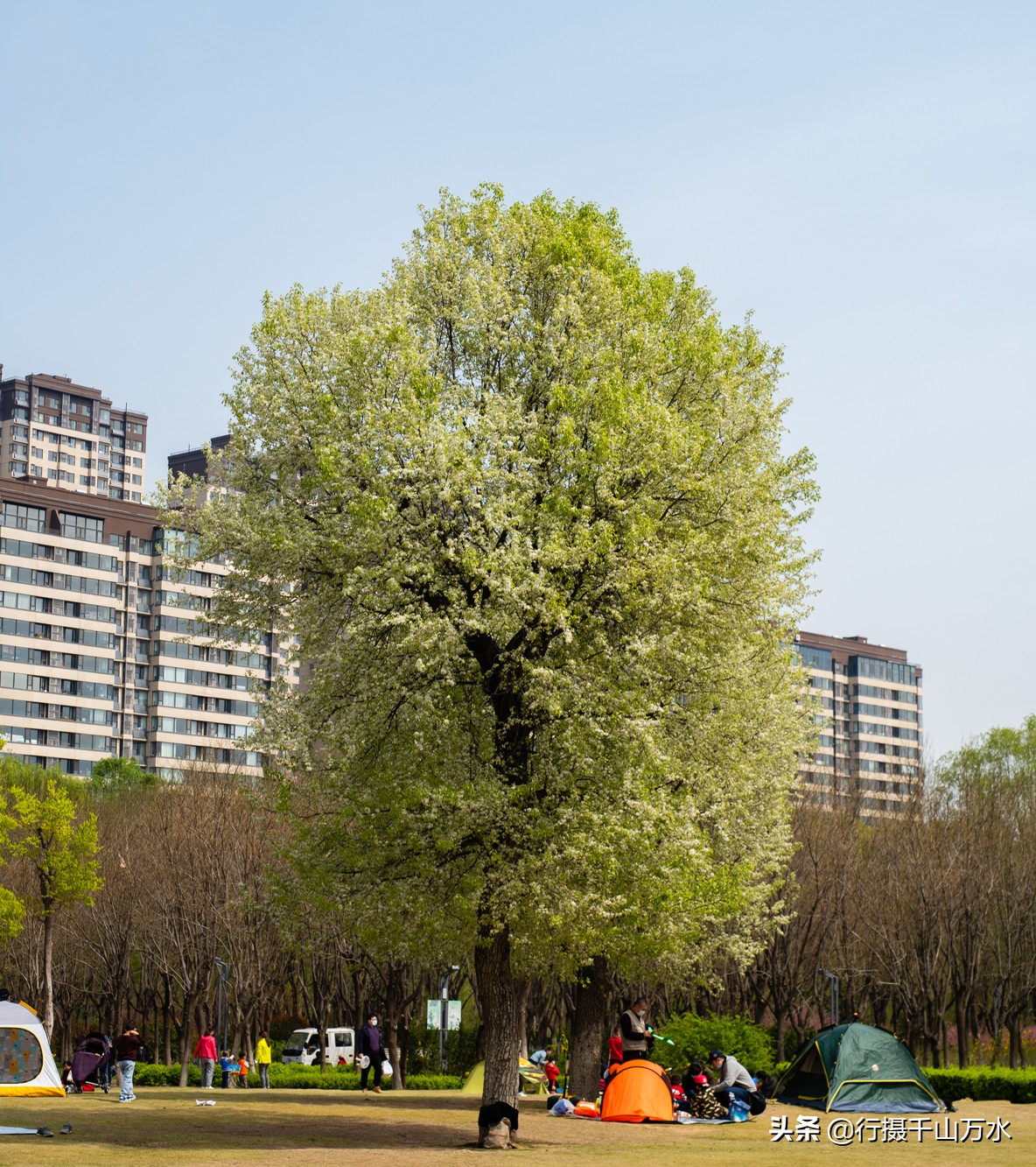 济南免费的森林公园,济南森林公园色彩斑斓秋意渐浓