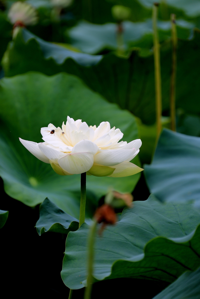 荷花朵朵；青山吹奏-《绿岛小夜曲》「F调」半音阶口琴演奏