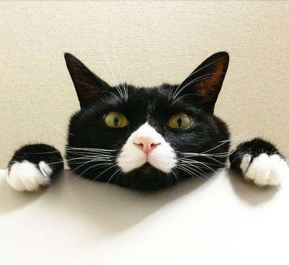 书荒推荐异兽流小说,书荒小说推荐异兽