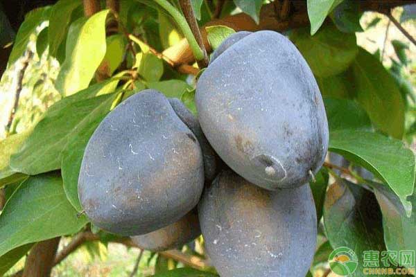 明年挣钱的几大种植项目大全,7个适合农村创业致富的种植项目