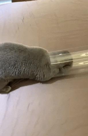 英国短蓝猫好养吗,千万别养蓝猫