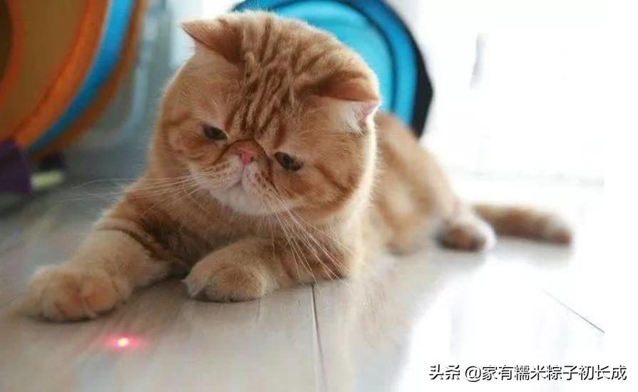 猫咪亲近人但是就是不让抱,猫咪亲近男主人不亲我