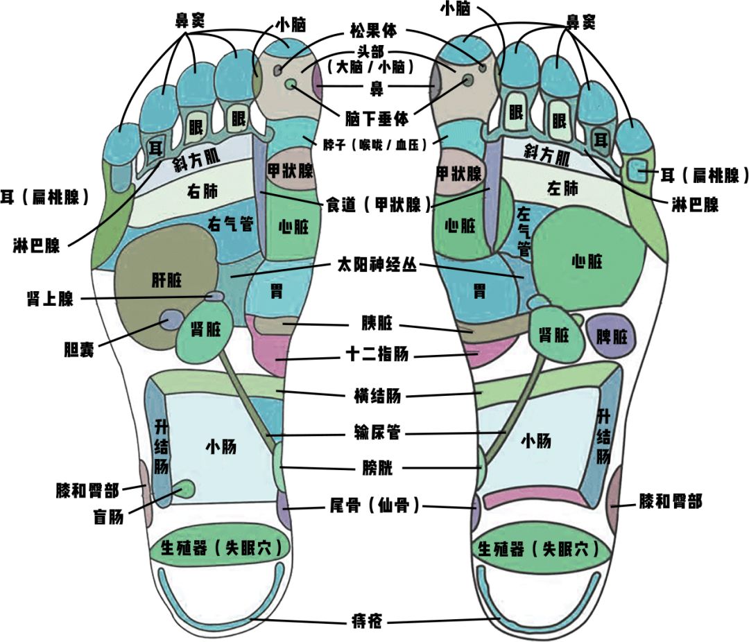 脱发为什么会丑,原来你的头发是这样长出来的