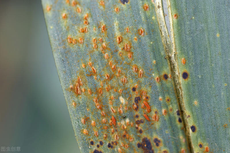 葱蒜锈病是什么原因,葱蒜处理方法