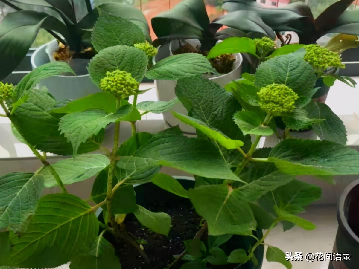 万花镜梦幻蓝调色,万华镜绣球花哪个颜色最好看