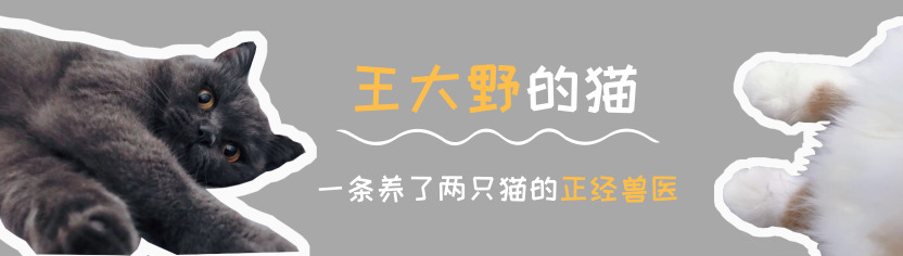 猫咪打架的5种真实原因,猫与猫咪之间打架会流血受伤吗