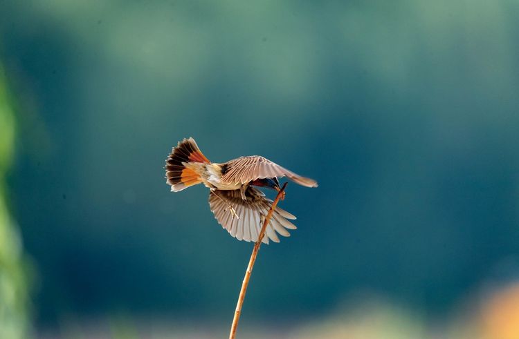 情人岛拍摄地点,情人岛航拍视频