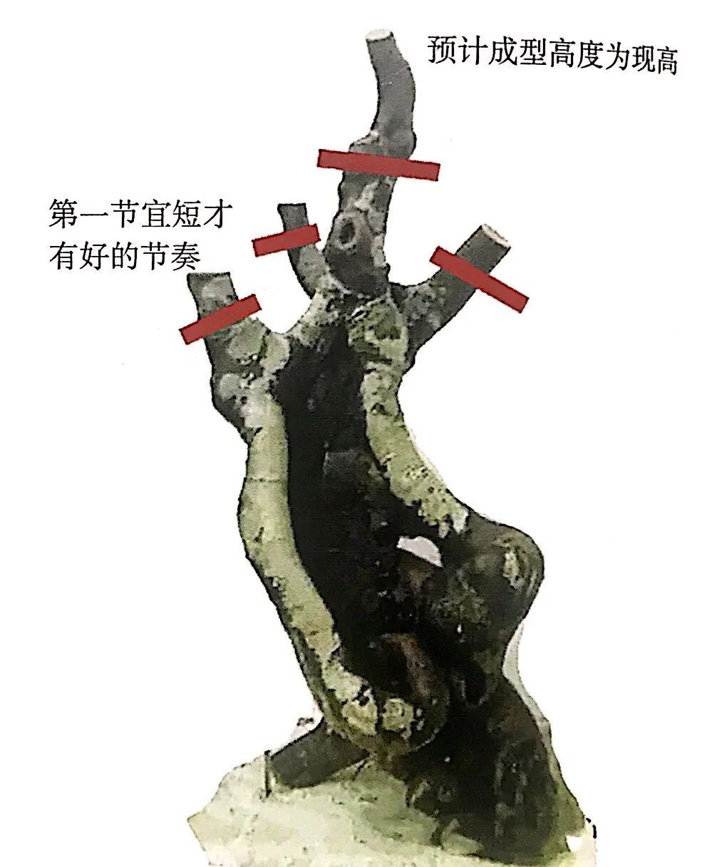 榆树盆景用的榆树是什么品种,小榆树盆景设计100种形态